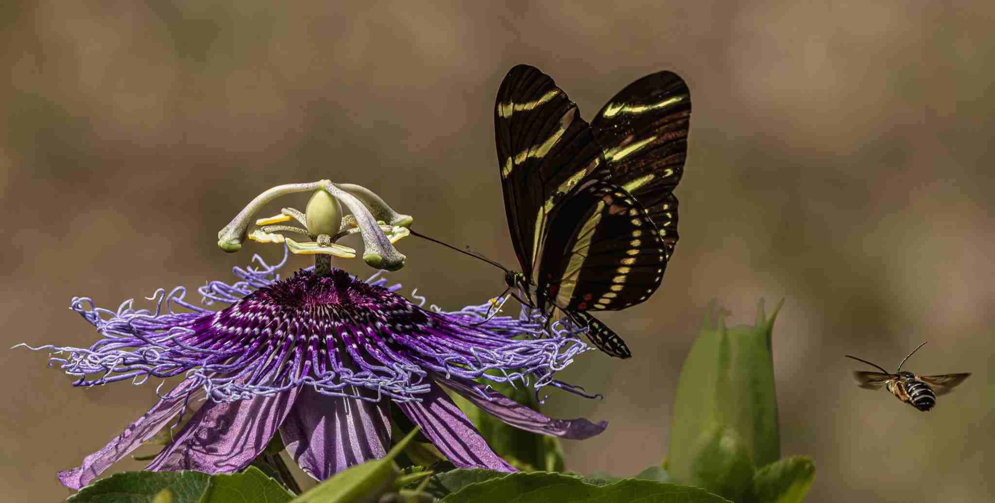 1st Place Steven Reynolds Bee Joins Zebra - July Macro Close-Up Photography