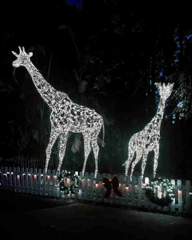 Carolyn Gervasi Illuminating Giraffes