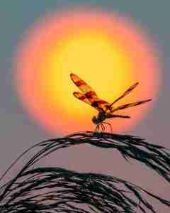 1st Place #12 Lee Sussman Dragon Fire $500