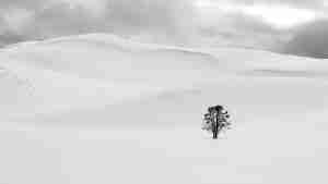 1st Place #44 Pat Murphy Winter Solitude $250