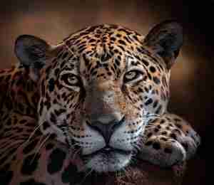 2nd Place #19 Maureen Mackenzie Tranquil Majesty $1500