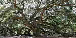 2nd Place #57 Val Bormanis Angel Oak, Charleston, SC $500