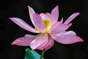 3rd Place #39 Les Greenwood Beauty of the Garden $175