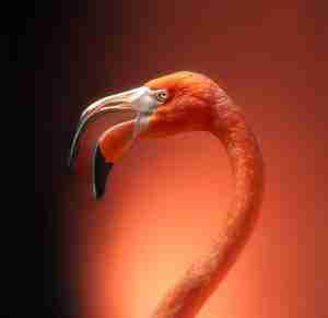 Best in Show #20 Maureen Mackenzie Grace in Pink $1500