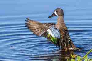 Honorable Mention #16 Les Greenwood A Proud Teal $200