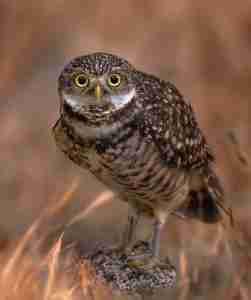 Jeff Linn Award #21 Maureen Mackenzie Watchful Gaze $1500