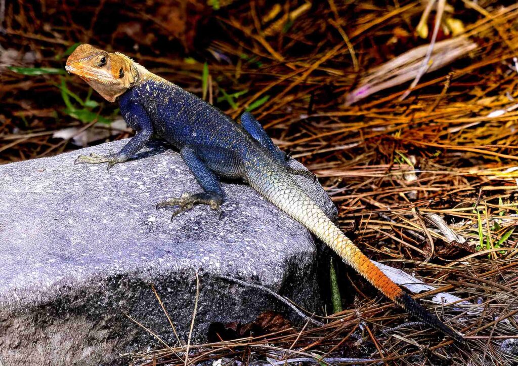 "The Painted Watcher"