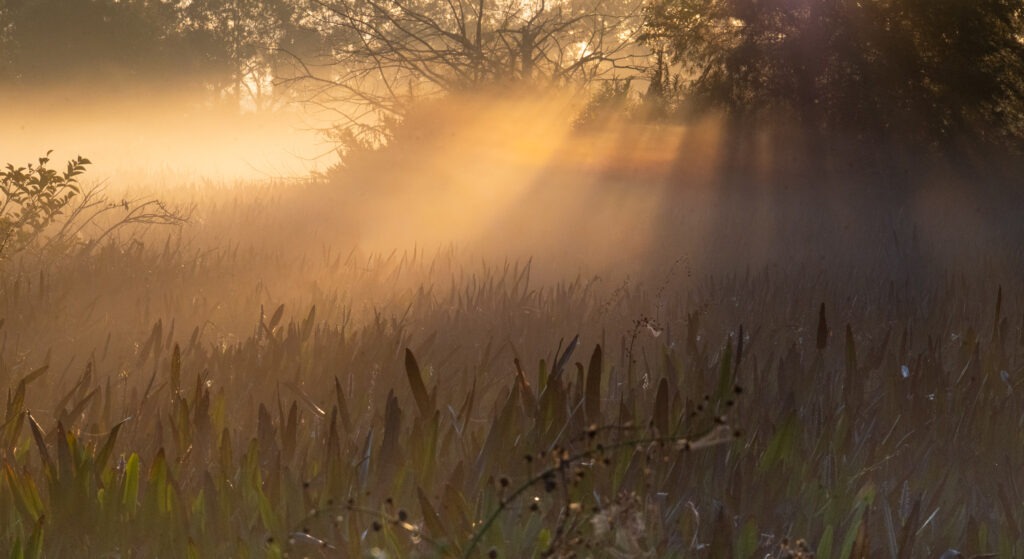 Wetlands Sunrise