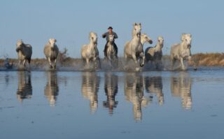 01 Second Place Anjula Smith Camargue's White Horses $350