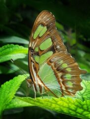 11 June Bormanis Marvelous Malachite $300