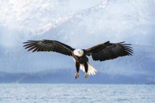 23 Sonia Sousa Soaring over Kachemak Bay $500