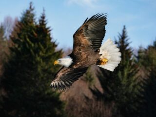 25 First Place Sonia Sousa The Forest Whispers, The Eagle Answers $500