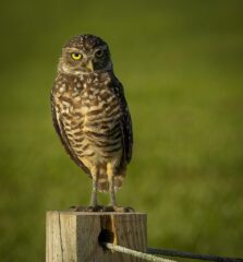 28 Tom Gilmore Borrowing Owl $200