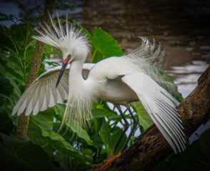 29 Tom Gilmore Snowy Egret $200