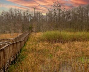 33 Carolyn Gervasi Sweet Slumber Walkway to Nature $200