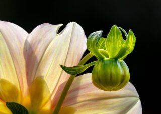 35 Charles Howse Delightful Dahlia $350