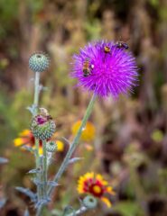 37 Janis Bee Worker Bees $400