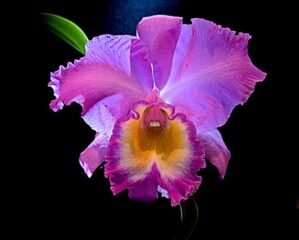 39 June Bormanis Backlit Beauty $300