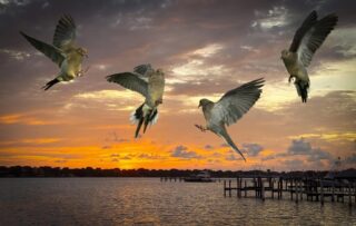 76 Tom Gilmore Eurasion Calllarded Doves $250