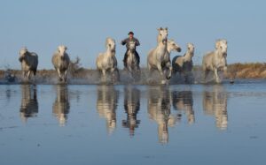 Second Place01 Anjula Smith Camargue's White Horses $350