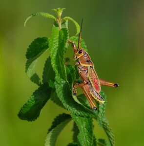 Third Place12 Kathy Graham Grasshopper $175